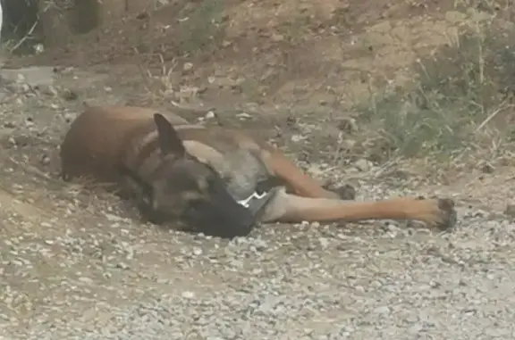 Chien Berger belge brun trouvé à Vitrolles - photo
