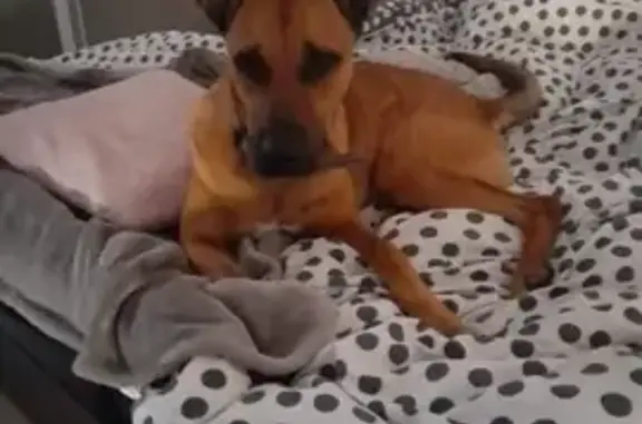 Chien perdu , photo : Chien Berger Créole Disparu à Pallegney
