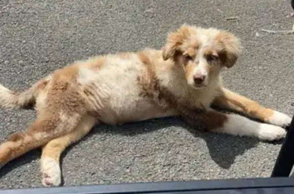 Chien perdu , photo : Chiens Perdus : Berger Australien et Croisé