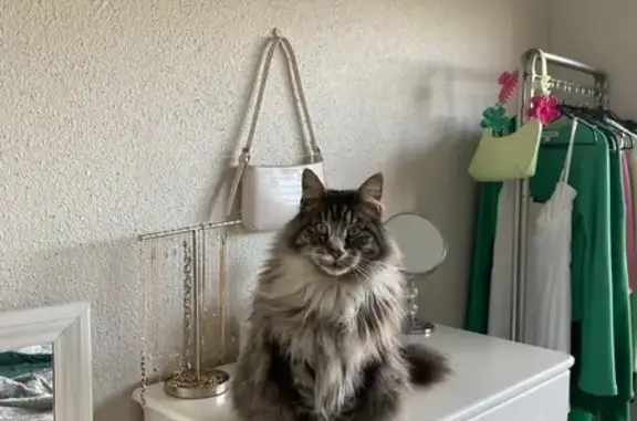 Missing 6-Year-Old Maine Coon Mix - De Grendel Ave