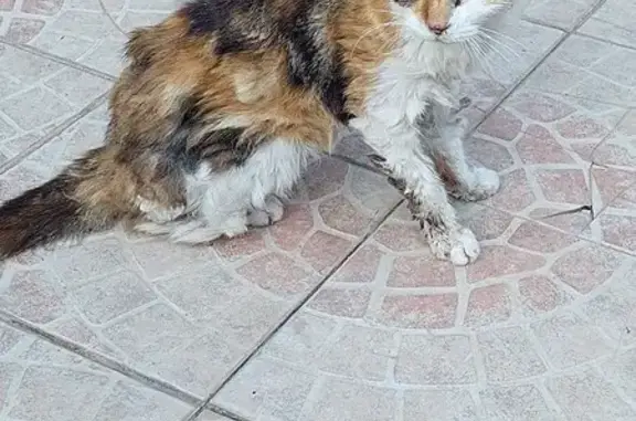 Chat perdu, Cagnes-sur-Mer, photo: Chatte tricolore 22 ans perdue à Cagnes-sur-Mer