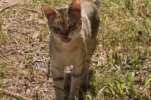 Chatte tigrée errante au Cannet-des-Maures - photo