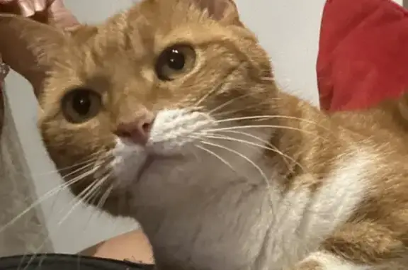 Chat handicapé Fripouille disparu à St-Rémy - photo