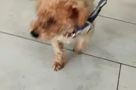 Caniche abricot trouvé Place de la Mairie - photo