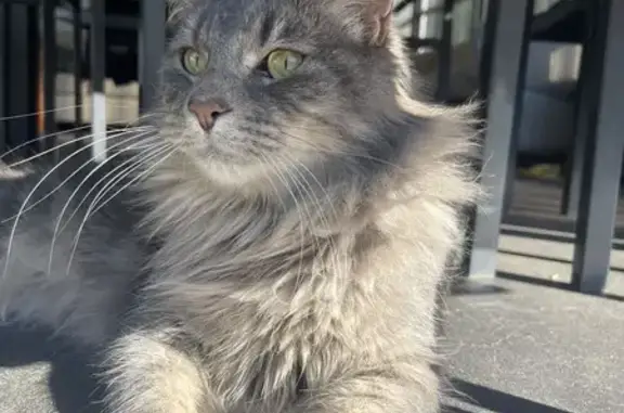 Lost Grey Siberian-Ragdoll Cat: Max, Canterbury