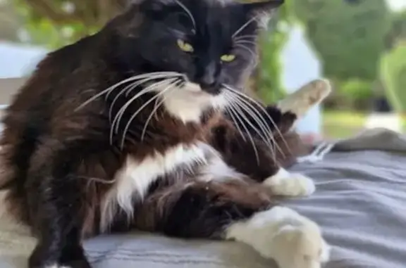 Animaux perdus Toulon, photo: Chat noir disparu, tâche blanche, Toulon