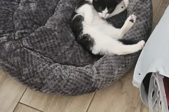 Chaton noir et blanc perdu à Écuillé - photo