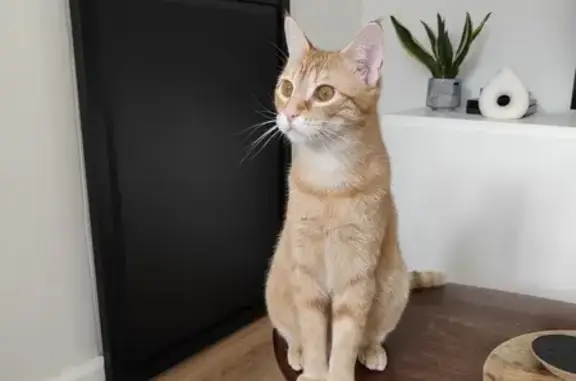 Chat disparu à Saint-Lô : Umberto, mâle castré - photo
