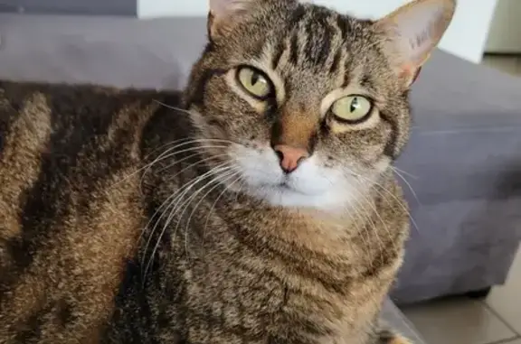 Chat perdu, Fagnières, photo: Chat tigré noir marron 13 ans perdu