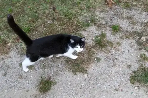 Chat trouvé Amilly, photo: Chat trouvé Rue des Hauts de Viroy, Amilly