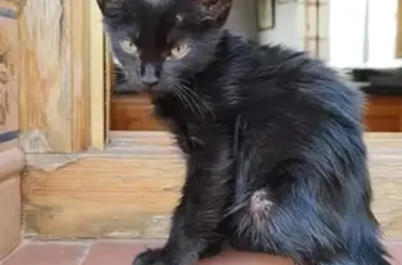 Gata Encontrada Cerca del Bar Los Niños, Villarrobledo