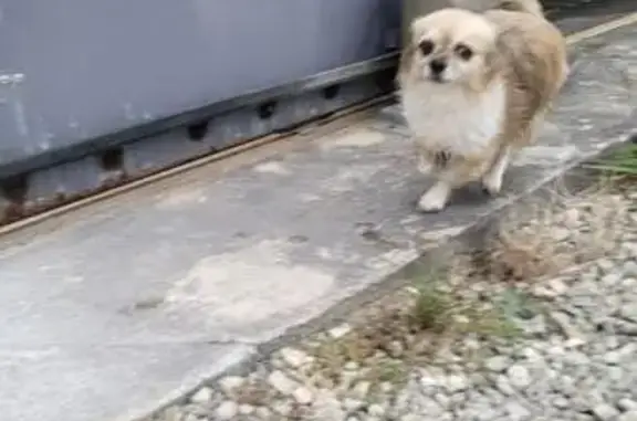 Chihuahua blanc et marron trouvé à Réparsac - photo
