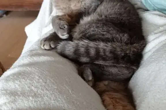 Chat perdu, Chartres, photo: Chat Européen gris tigré disparu à Chartres