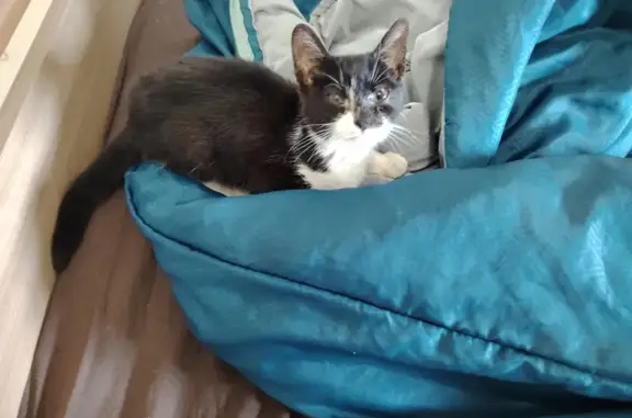 Chat trouvé , photo: Chaton noir et blanc trouvé au Puy-en-Velay
