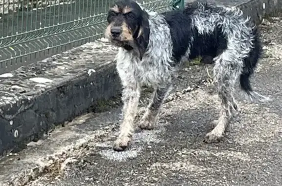 Chien perdu retrouvé à l'aérodrome de Courlans - photo