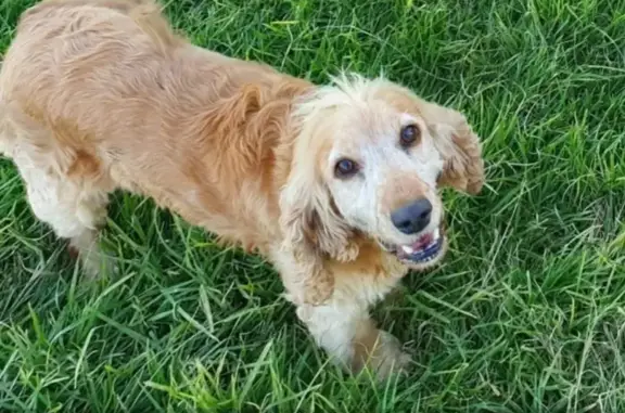 Missing Cocker Spaniel: Leia, Timid & 7yrs