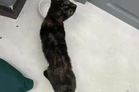 Chatte écailles de tortue à adopter - photo