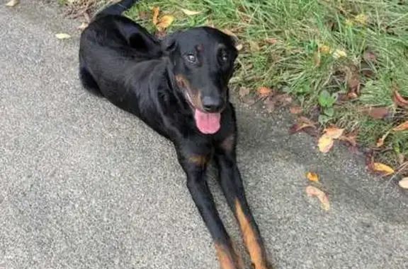 Beauceron mâle trouvé à Saint-Pierre-d'Aurillac - photo