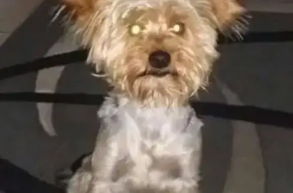 Missing Yorkie: Leeu, Mulberry St, eMalahleni