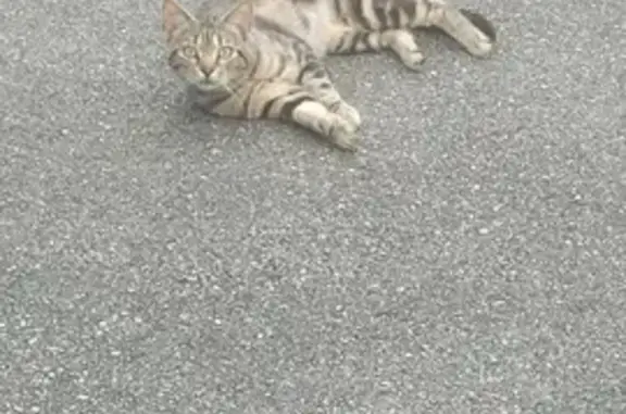 Animaux trouvés Horbourg-Wihr, photo: Chat sauvage trouvé à Horbourg-Wihr