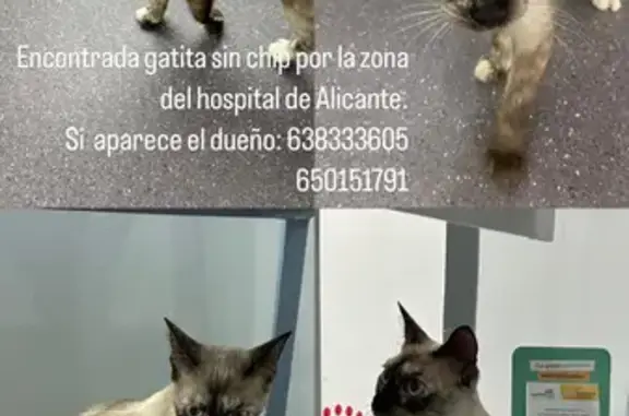 Gato Perdido en Calle Algorfa, Alicante