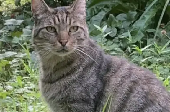 Animaux perdus Mont-Saint-Aignan, photo: Chat tigré mâle perdu, boîte, Mont-Saint-Aignan