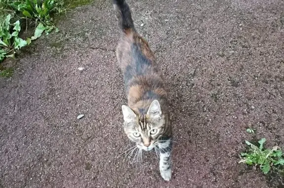 Animaux trouvés Villeneuve-d'Ascq, photo: Jeune chatte câline trouvée rue Faidherbe