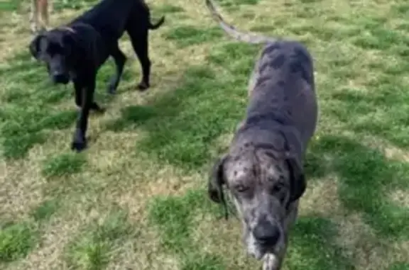 Lost Dane Mastiff Pair in Lithgow Area