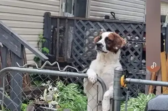 Lost St Bernard Mix with Red Harness - Warsaw