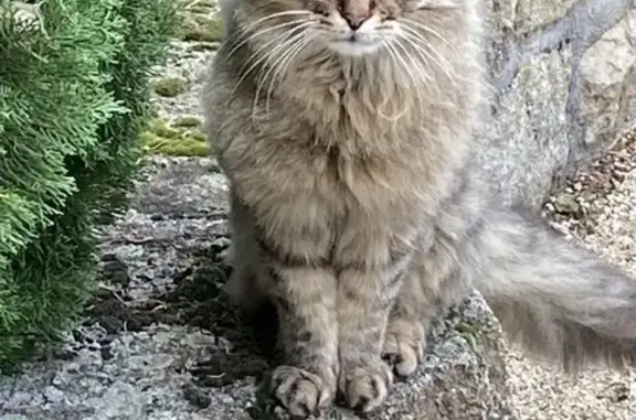 Chat mâle castré trouvé maigre et sociable - photo