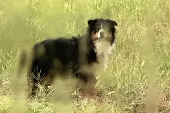 Chien trouvé Lherm, photo: Berger australien trouvé à Lherm sous la pluie