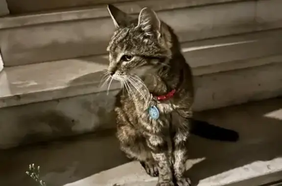 Chat trouvé avec collier rouge à Toulouse - photo