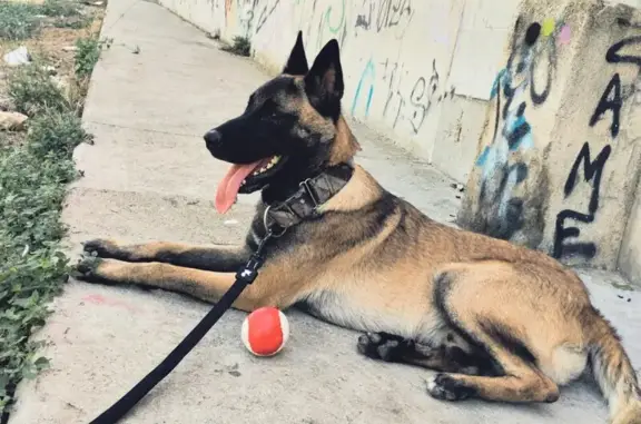 Perro Perdido: Duke, Pastor Belga en Tarragona