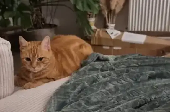 Chatte rousse disparue à Englos, aide SVP - photo