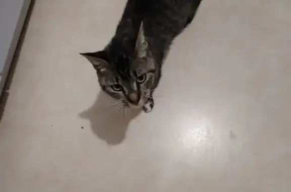Chatte grise tigrée trouvée à Angers - photo