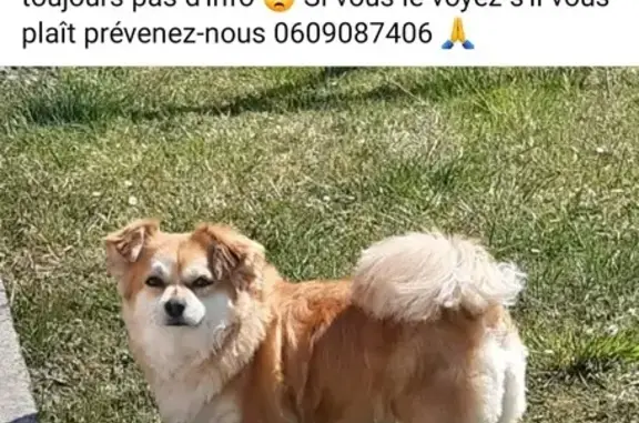 Chien perdu , photo : Chihuahua mâle 4 ans perdu à Cambrai