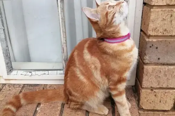 Missing Orange Cat, 11-12 Months, Darius St.