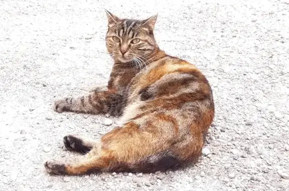 Chatte tigrée stérilisée trouvée rue Voltaire - photo