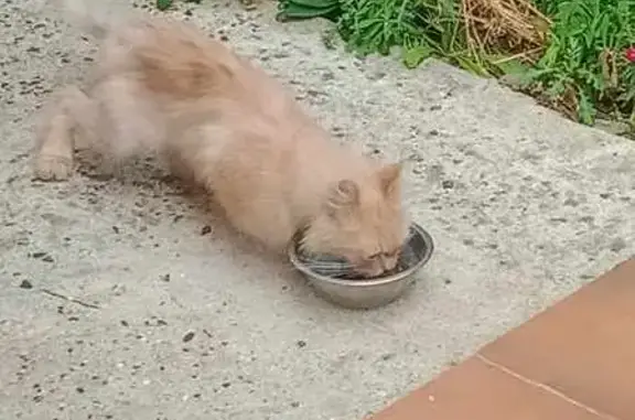 Chat sable maigre trouvé à Chuignolles - photo