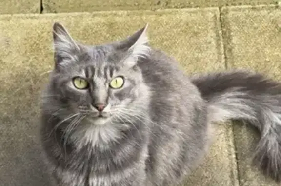 Lost Cat: Friendly Grey with Stripes, 4 Yrs Old