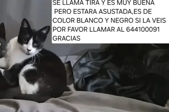 ¡Gato Perdido! TIRA, 3 Años, Sociable