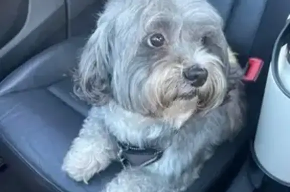 Lost Shih Tzu: White/Brown/Black, N. Lewis Ave