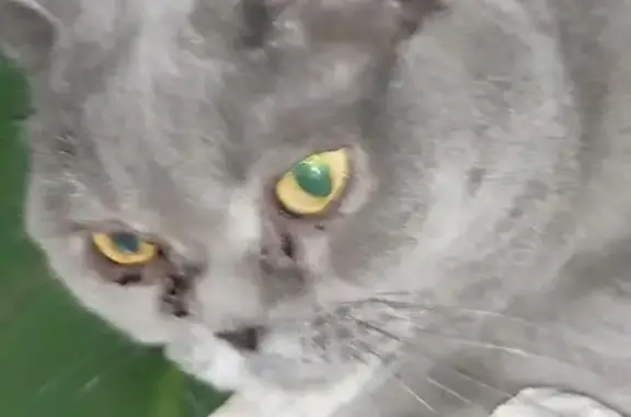 Animaux trouvés Apt, photo: Chatte British Shorthair trouvée à Apt