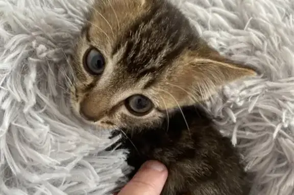 Chaton trouvé Rue Chateaubriand, Notre-Dame - photo