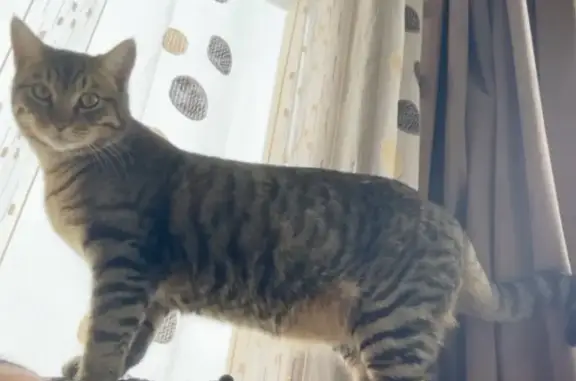 Animaux perdus Morteau, photo: Chat perdu à Morteau, contactez-nous!