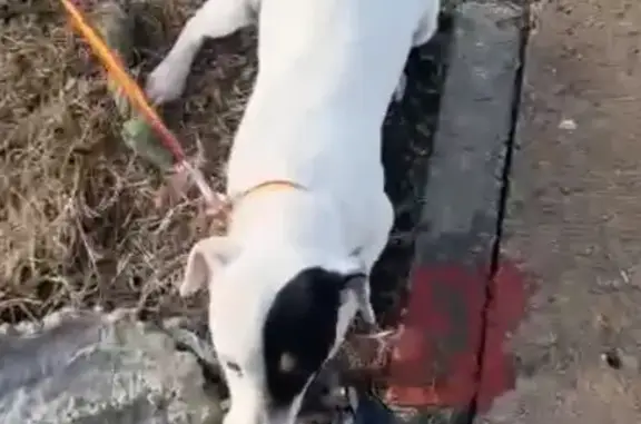 Perros Perdidos: Bodeguero y Pastor Alemán en Carmona