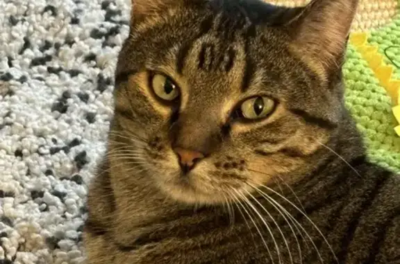 Lost Cat: Finn, Grey/Brown Tabby, Kansas City