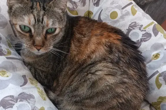 **¡Gato Atigrado Perdido en Buitrago del Lozoya!**