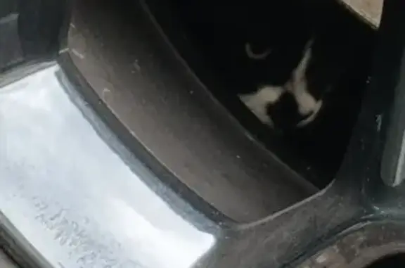 Chat noir et blanc blessé trouvé à St-Martin - photo