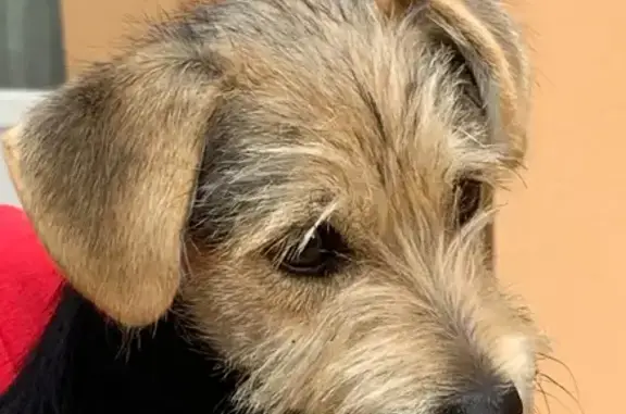Chiot femelle trouvée le 3 sept à St-Denis - photo